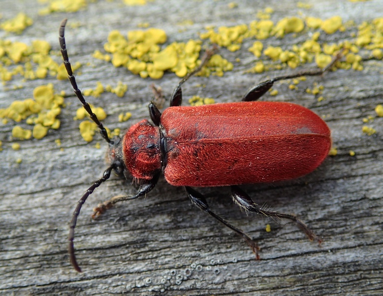 Pyrrhidium sanguineum (Cerambycidae)